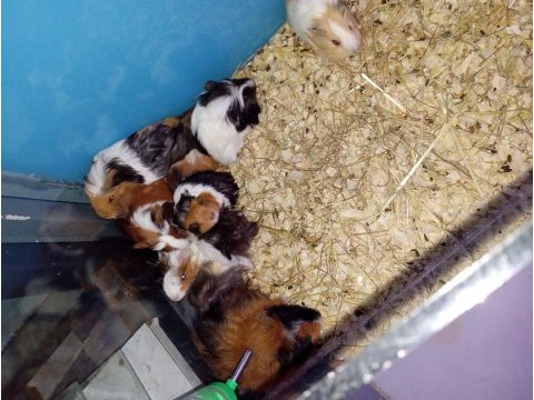 Yavru guinea pig