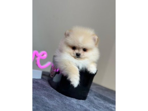 Orjinal pomeranian bebeğimiz