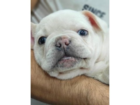 10 aylık erkek cream blue french bulldog