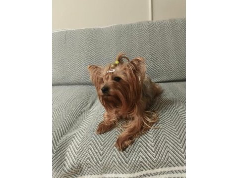 Yorkshire terrier erkek yavru
