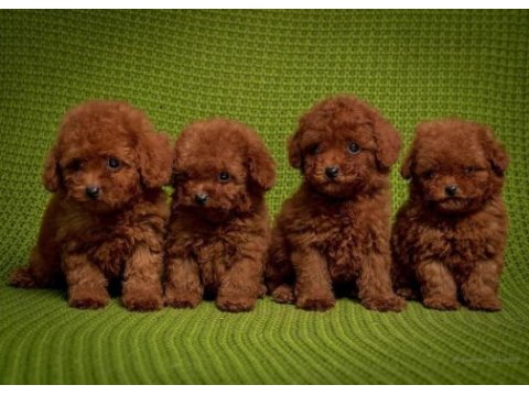 Oyuncak boy erkek dişi poodle kurabiyeler 