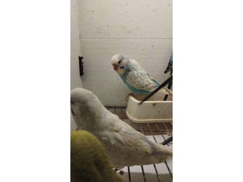 Alıştırmalık bebek muhabbet kuşu yavrular