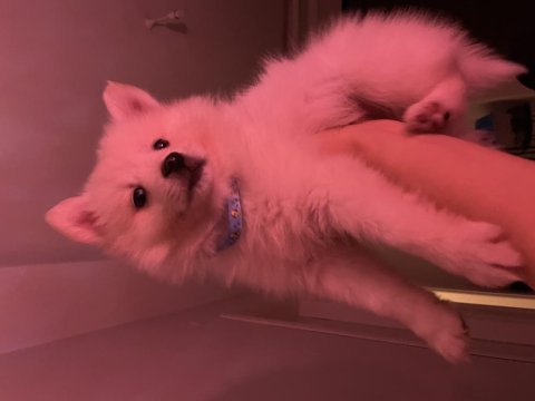 A kalite beyaz pomeranian spitz