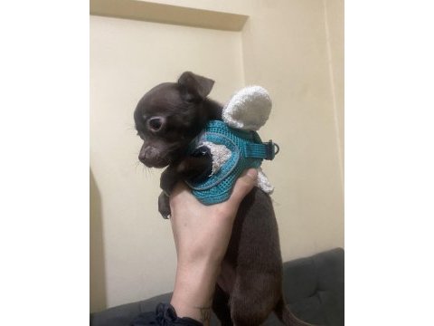 Xxs chihuahua