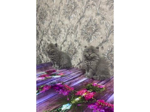 2 aylık british shorthair yavrular