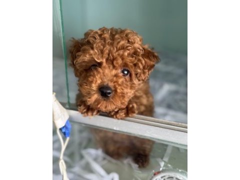 Ankaranın en özel toy poodle yavruları