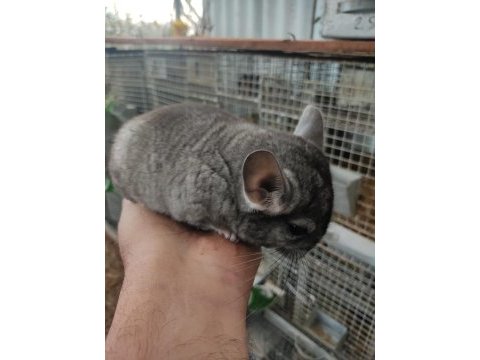 En yumuşak chinchilla dostunuz