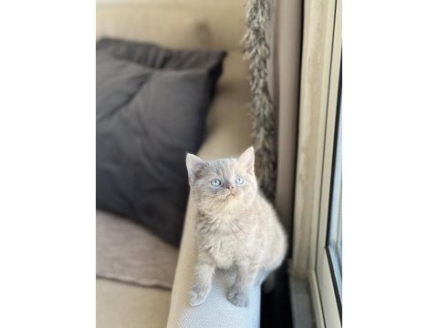 Lilac teslime hazır british shorthair yavrum