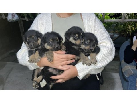 Rottweiler yavrular yeni yuvalarına hazır