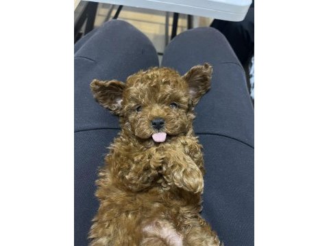 Aşılı ped eğitimli kore toy poodle yavrularımız