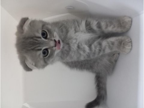 Dünyalar tatlısı scottish fold yavrularım