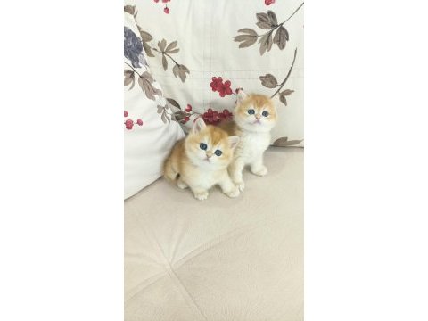Çok güzel golden british shorthair bebekler