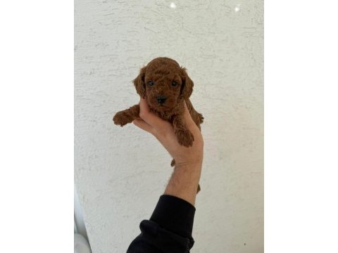 Ruhsatlı poodle evinden çok sayıda poodle bebek