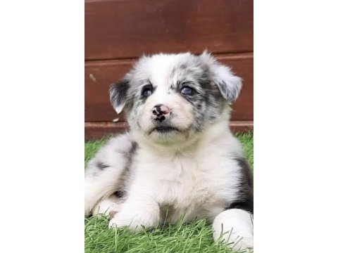 A kalite border collie yavrular