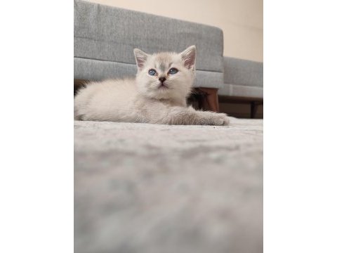Babalık hakkı british shorthair yavrular