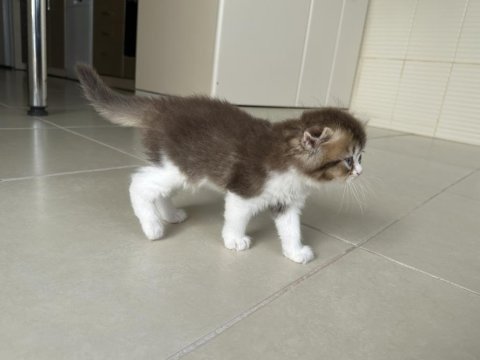 Uzun tüylü ve kırık kulak erkek scottish fold 50 günlük
