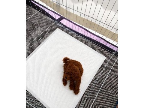 Ev üretimi orjinal gerçek toy poodle