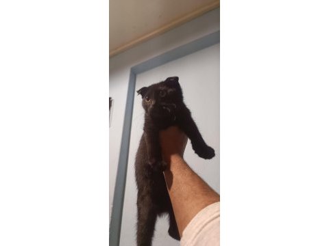 Scottish fold erkek yavrular çok sevimli ve oyuncu