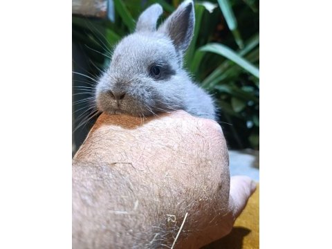 Hollanda lop mini lop cüce tavşan yavruları gönderim var