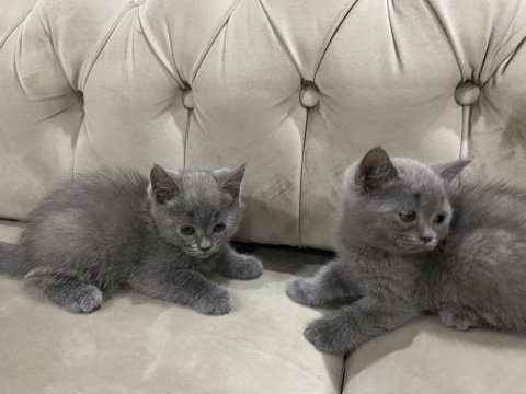 British shorthair yavru kediler