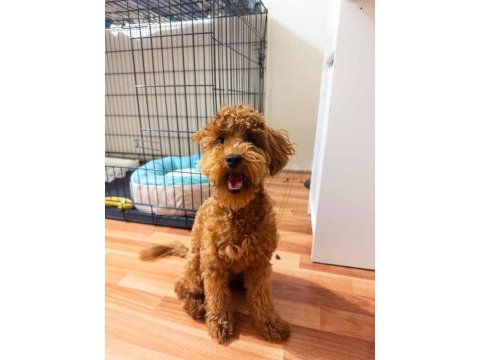 Sevgi dolu 6 aylık toy poodle yeni ailesini bekliyor