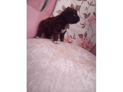Çikolata poodle bebekler
