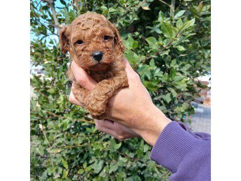 Dikkat köpeğimiz oyuncak değildir