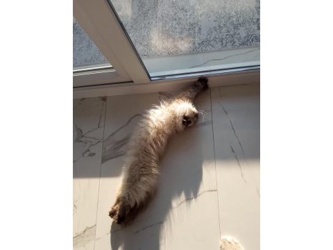 Prenses mia himalayan kedimiz