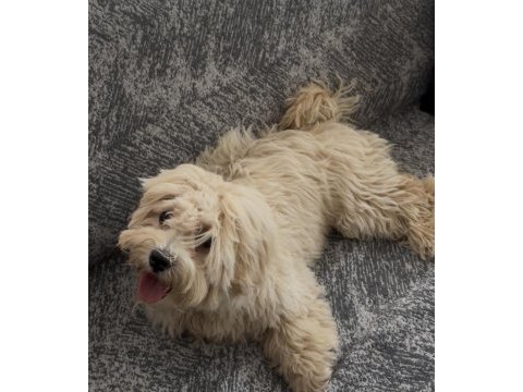 Maltipoo 6 aylık dişi yavrumuz yeni yuvasını arıyor