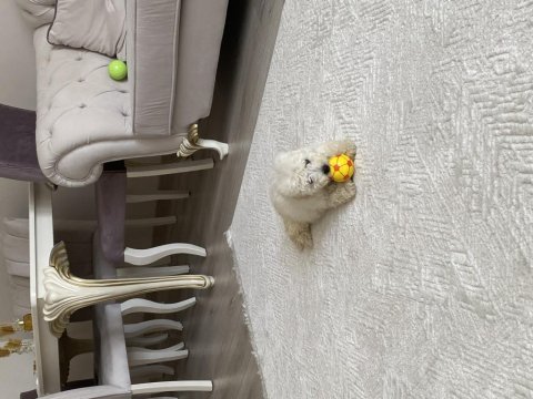Toy poodle köpeği