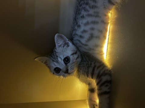 Uysal oyuncu sevgi delisi british shorthair