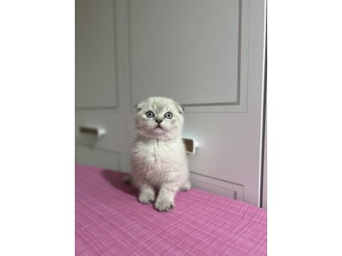 Ev ortamında büyüyen scottish fold yavrular