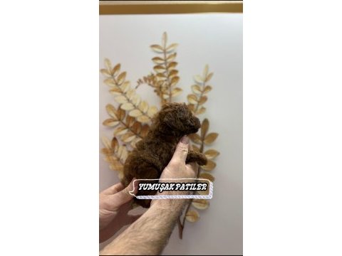Sevimli ırk toy poodle