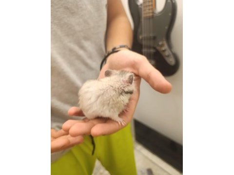 Erkek yetişkin hamster