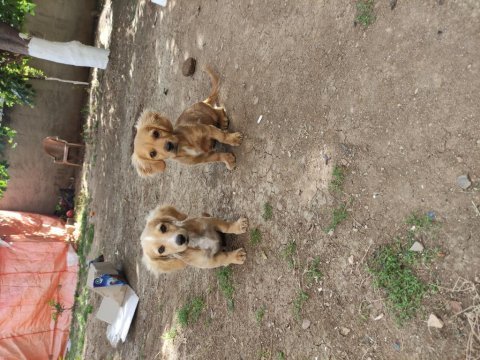 Golden dachshund (golden retriever + dachshund)