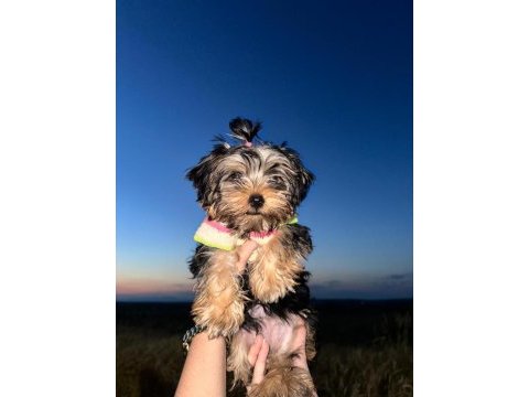 Irk garantili 3.5 aylık yorkshire terrier yavrumuz