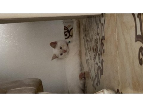 British shorthair 0-4 aylık