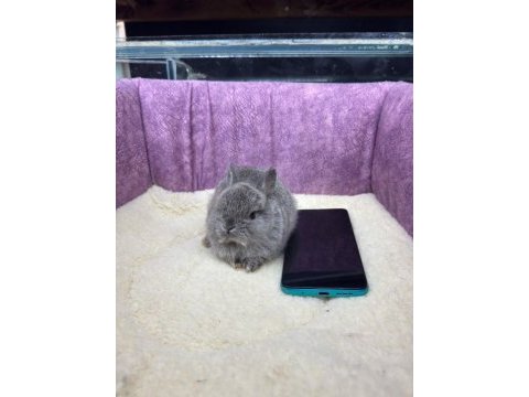 Cüce netherland dwarf tavşanlarımız
