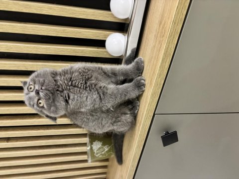 Scottish fold 2 aylık