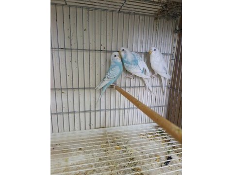 3 kardeş yavru muhabbet kuşu