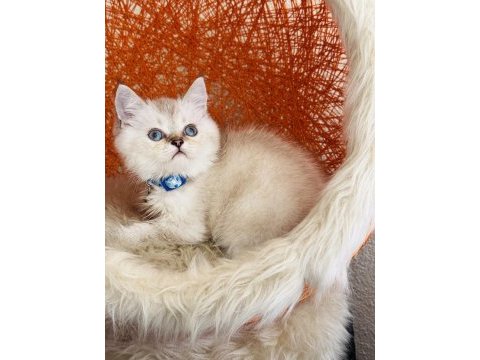 British shorthair silver point