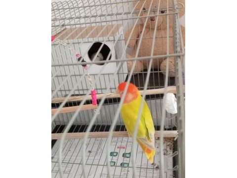 Yuva hazırlığı yapan cennet papağanı