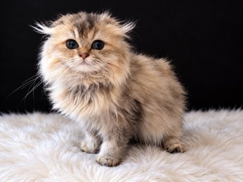 Güzelliğiyle kalpleri fetheden minik scottish fold prenses!