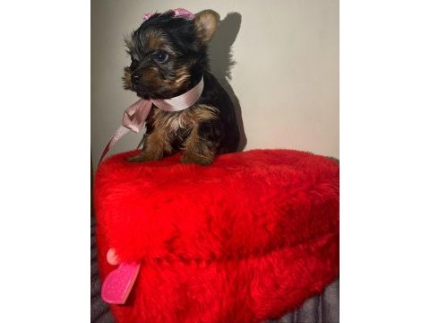 Ev doğumlu yorkshire terrier bebeğim