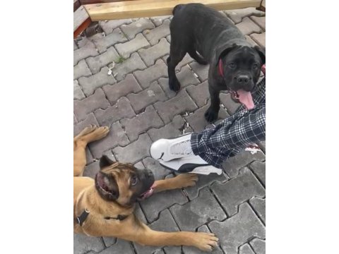 Muhteşem yapıda fawn ve black brindle cane corsolar