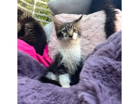 3 aylık orman rengi maine coon erkek
