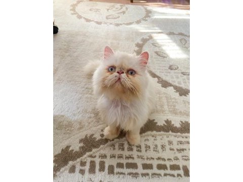 İran persian erkek sahiplendirme