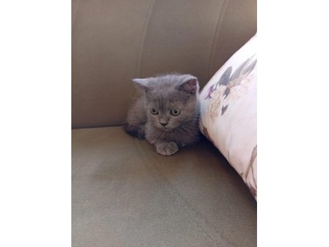 İki aylık erkek british shorthair