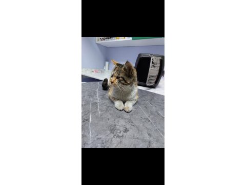 Güneş güzelime kedimize yuva arıyorum