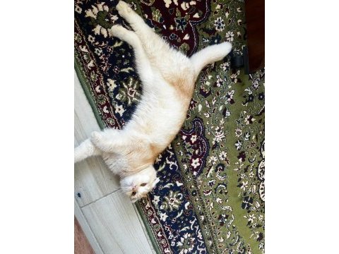 Yakışıklı scottish fold oğluma eş adayı arıyorum
